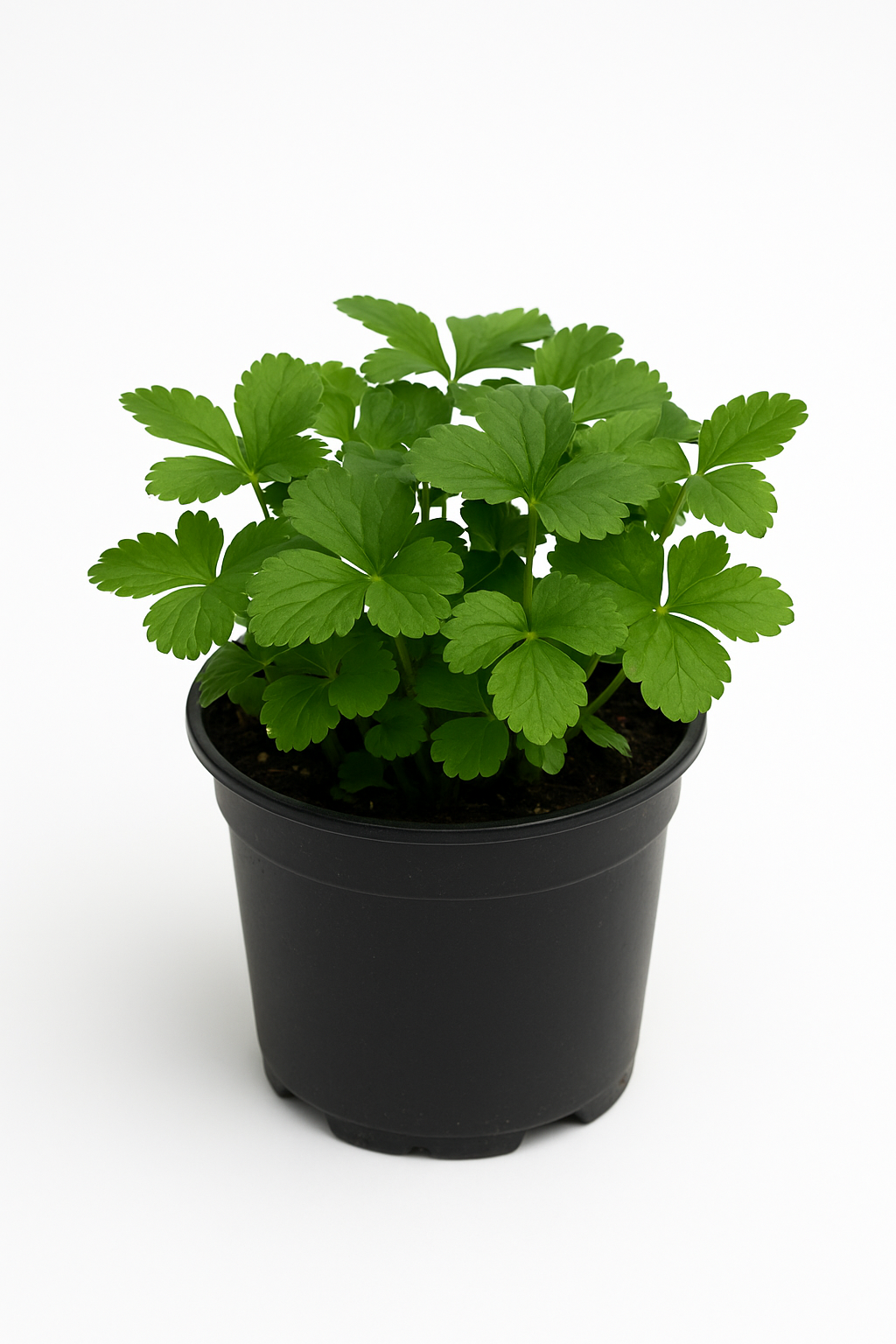 Waldsteinia ternata – 6er Set Golderdbeere Stauden – Gelb blühende Bodendecker-Pflanze für Garten & Beet – Winterhart, pflegeleicht & mehrjährig – Ideal für schattige Flächen – 10–20cm Wuchshöhe