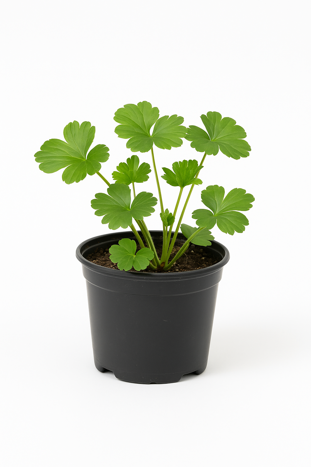 Waldsteinia ternata – Waldsteinie – 6 Pflanzen – 15cm – Bodendeckende Gartenstaude mit gelben Blüten – Winterharte & pflegeleichte Pflanze für Beet & Gehölzrand – Mehrjähriger Bodendecker für Schattenlagen