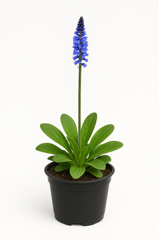 Wulfenia carinthiaca – Wulfenie – 6 Pflanzen – 30cm – Winterharte Staude mit blauen Blüten – Mehrjährige & pflegeleichte Gartenpflanze für Beet, Steingarten & Rabatte – Robuste Blütenstaude für sonnige Standorte