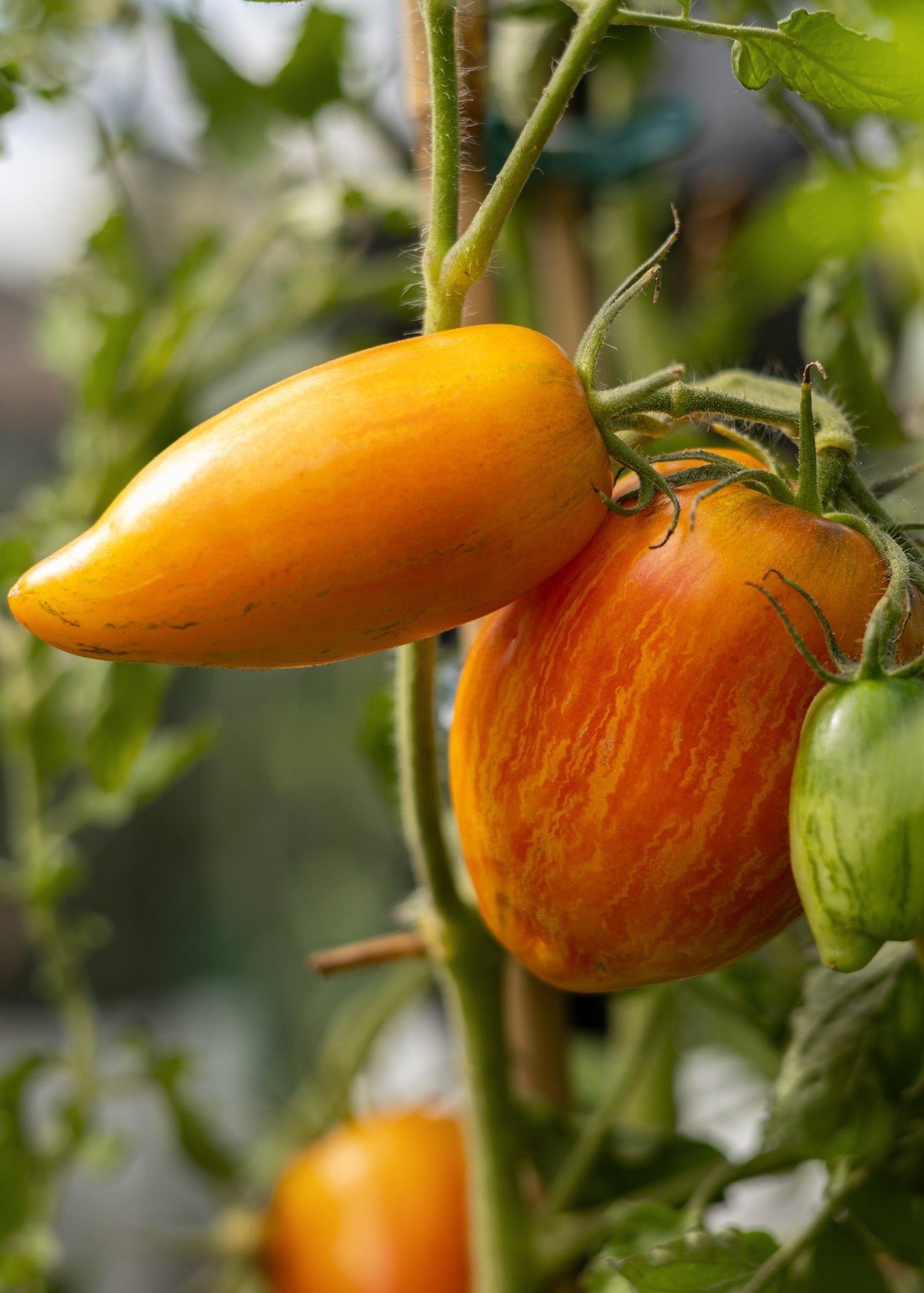 Yellow Fire Tomatensamen – Zweifarbige Spitztomate gelb mit roten Flammen – 10 Samen – Aromatische, dekorative Tomaten für Garten, Gewächshaus & Topf - Oasis of Life