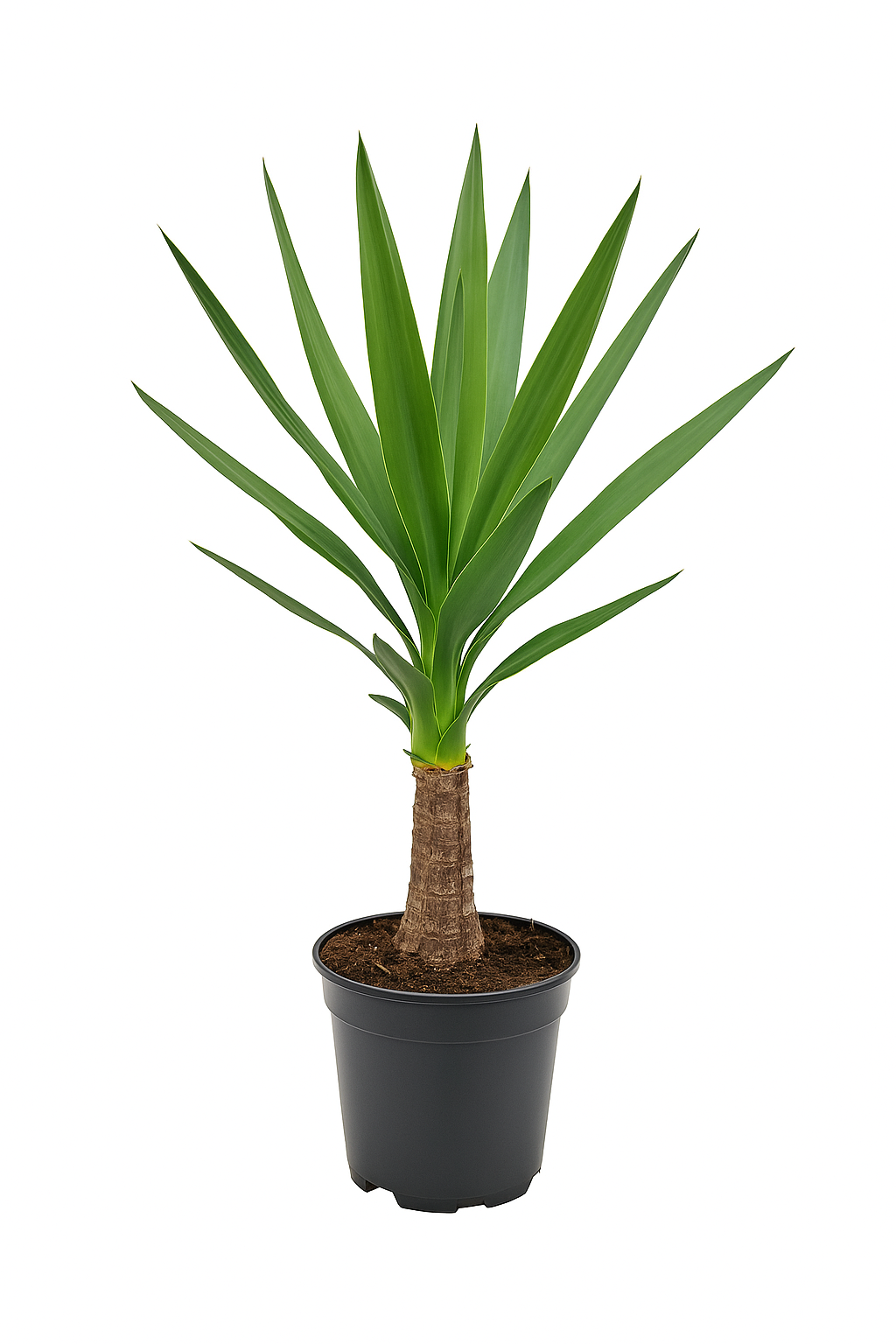 Yucca-Palme (Yucca elephantipes) ca. 40–50cm – pflegeleichte Zimmerpflanze für hellen Standort – robust, dekorativ & luftreinigend – ideal für Wohnzimmer, Büro & Terrasse