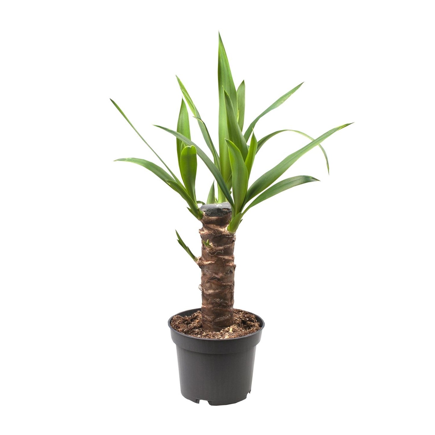 Yucca Elephantipes – Ø14cm – ↕40cm – Robuste Zimmerpflanze für sonnige Standorte – Pflegeleicht & trockenheitsverträglich – Ideal für Wohnzimmer Büro Flur – Direkt aus der Gärtnerei im Kunststofftopf