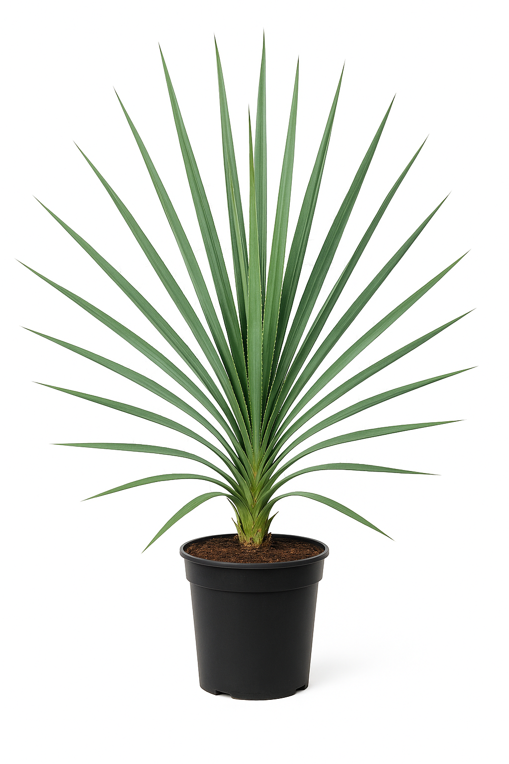 Yucca filamentosa – Palmlilie – 6 Pflanzen – 150cm – Winterharte Gartenstaude mit weißen Blüten – Mehrjährige & pflegeleichte Zierpflanze für Garten & Beet – Robuste Pflanze für sonnige Standorte