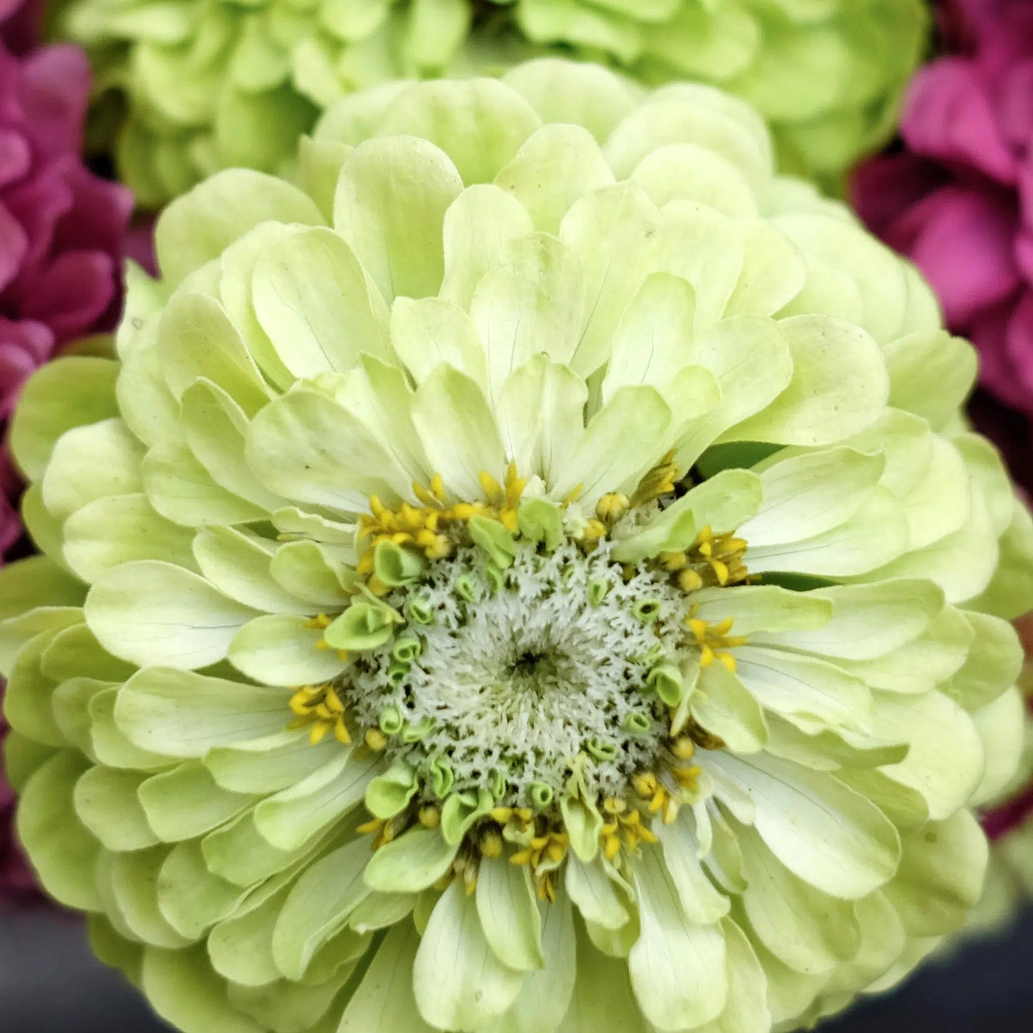 Zinnia elegans Benary’s Giant Lime Samen – Limettenfarbene Riesen-Zinnie – 25 Korn – Extrem robuste Schnittblume bis 90cm – Sommerblume für Beet Balkon Garten