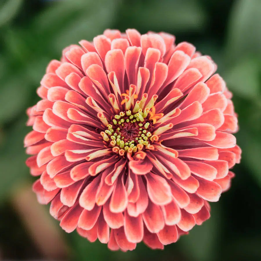 Zinnia elegans Benary’s Giant Salmon Rose Samen – Lachsfarbene Riesen-Zinnie – 25 Korn – Robuste Schnittblume bis 90cm – Sommerblume für Beet Balkon Garten