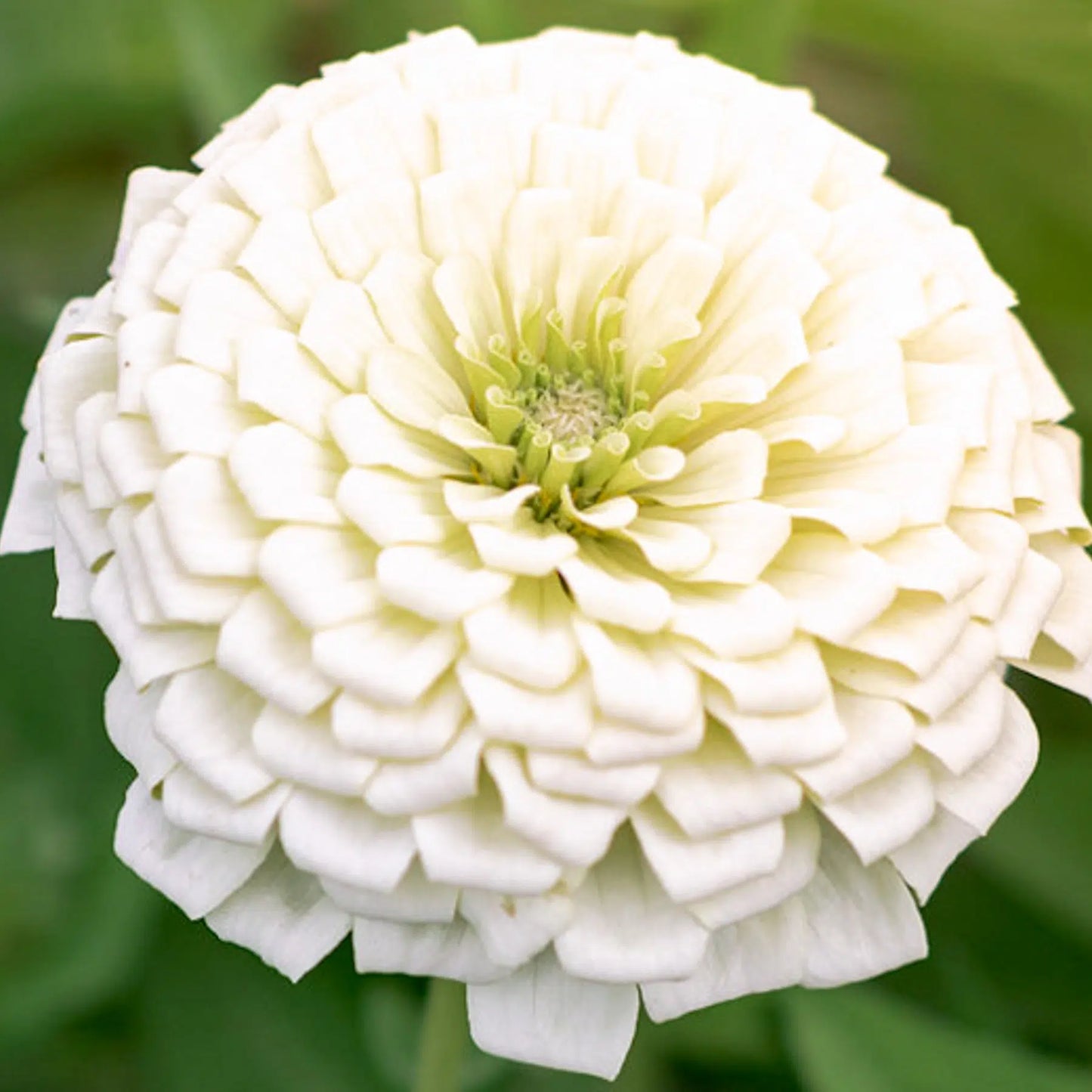 Zinnia elegans Benary’s Giant White Samen – Reinweiße Riesen-Zinnie – 25 Korn – Trockenheitsresistente Schnittblume bis 70cm – Sommerblume für Beet Balkon Garten