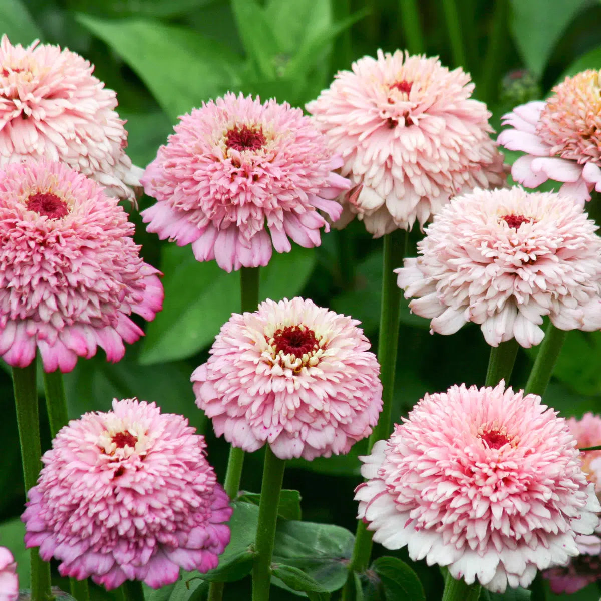 Zinnia elegans Zinderella Lilac Samen – Roséfarbene Zinnie mit dunkler Mitte – 25 Korn – Hohe Schnittblume bis 90cm – Sommerblume für Beet Balkon Garten