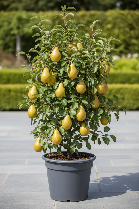 Birnbaum Pyrus communis Conference – Gelbe Birne – Obstbaum – Höhe ca. 90cm – 21cm – Ertragreiche, pflegeleichte Obstpflanze für Garten & Terrasse