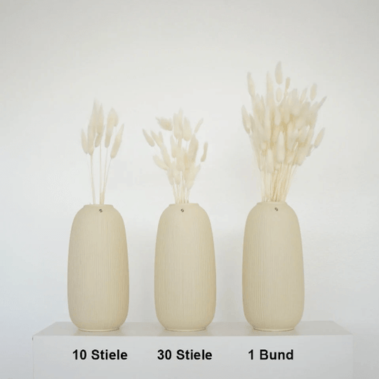 Lagurus | Samtgras | Hasenschwanz 60cm