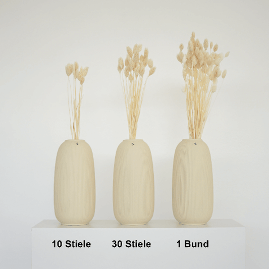 Phalaris I Kanariengras: Vielseitiger Allrounder für Deine Trockenblumen-Dekoration