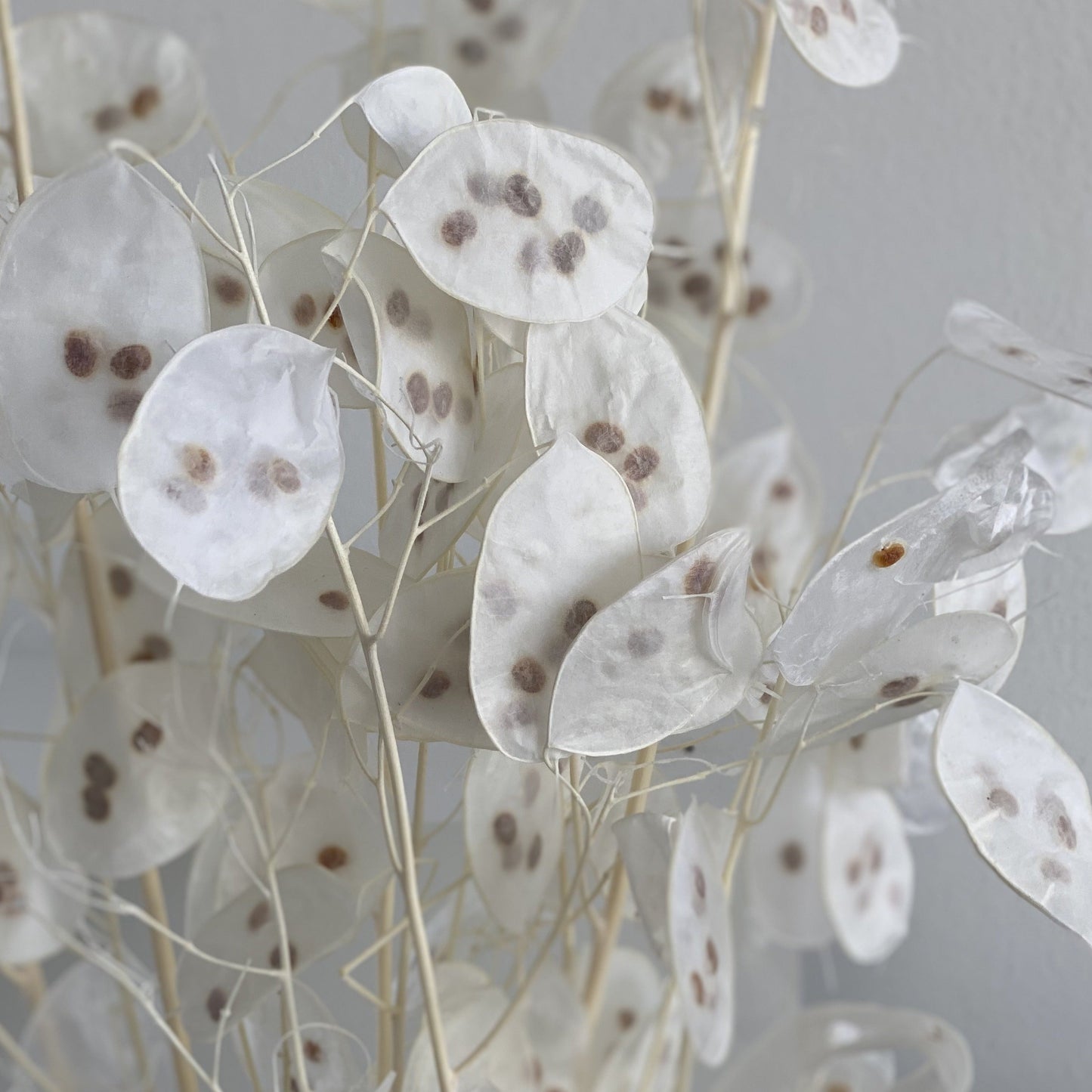 Lunaria: zartes Schimmern für Dein individuelles Trockenblumen-Arrangement