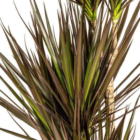 Dracaena Marginata Magenta mit Korb Ø21cm - ↕110 - 130cm