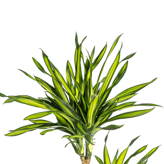Dracaena Deremensis Rikki mit Korb Ø24cm - ↕130 - 150cm