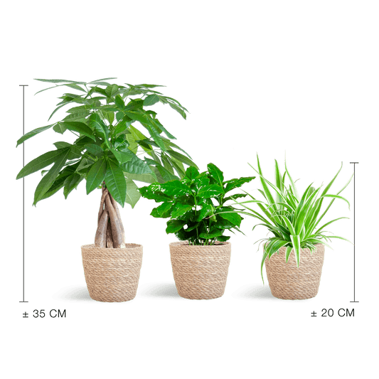 Tierfreundlicher Pflanzenkasten – Zimmerpflanzen-Mix – 3 grüne Pflanzen – Ø12 cm – Korb Sofia Natur – ungiftig für Katzen, Hunde & Kinder