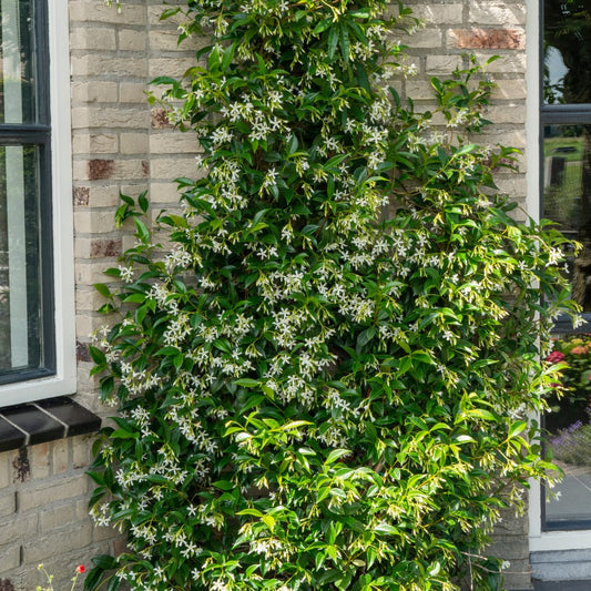 Trachelospermum jasminoides Star of Venice Ø23cm