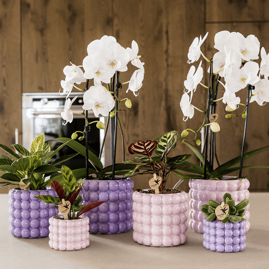 Kolibri Home | Poppy Ziertopf - Purple - Ø12cm