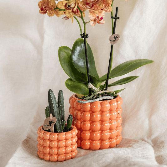 Kolibri Company | Pflanzenset Poppy Orange | Orange Phalaenopsis Orchidee Jamaica und Sukkulente inkl. Keramische Ziertöpfe