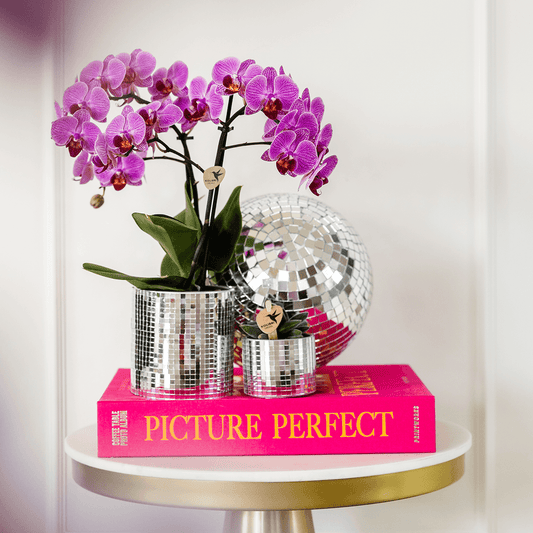 Kolibri Orchids | KOMBI-ANGEBOT mit 2 Phalaenopsis-Orchideen - Wien - Topfgröße Ø9cm | Blühende Zimmerpflanze - Frisch vom Züchter
