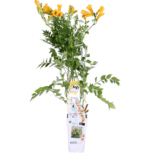 Trompetenblume Gelb - Campsis Summer Jazz 'Gold Trumpet' - Ø15cm - ↕65cm
