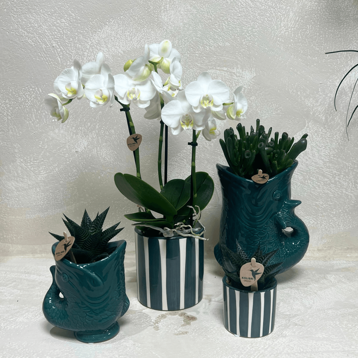 Set mit weißer Orchidee Amabilis & Sukkulenten – Blühende Zimmerpflanzen in keramischen Ziertöpfen Ø9 cm & Ø6 cm – Frisch vom Züchter
