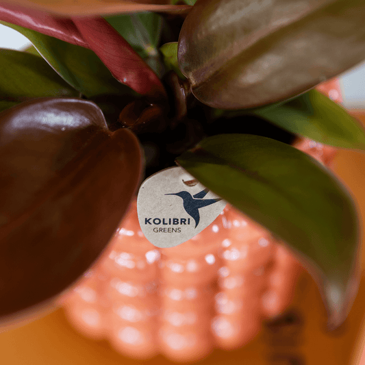 Kolibri Orchids | Pflanzenset Poppy Orange Nazare | Weiße Nazare Orchidee Ø9 cm + Grünpflanze Ø6 cm inkl. Übertöpfen – frisch vom Züchter