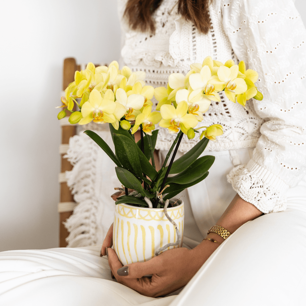 Gelbe Phalaenopsis Orchidee 'Albenga' – Ø9cm – Zimmerpflanze mit 2–3 Blütenstielen – Lange Blütezeit – Pflegeleicht – Direkt vom Züchter