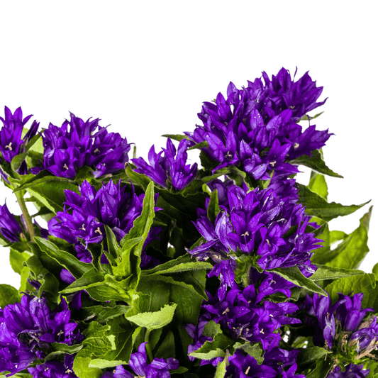 Glockenblume - Campanula glomerata 'Genti Blue' – Ø19 cm – Höhe 30–40 cm – violettblaue Blüten – Winterharte Staude für Beet, Steingarten & Rabatte