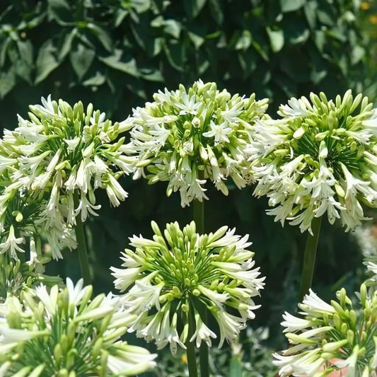 Agapanthus Everwhite Ø23cm