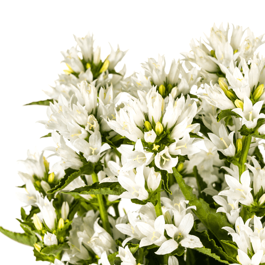 Campanula glomerata Genti – Ø19 cm – Höhe 30–40 cm – Glockenblume mit tiefvioletten Blüten – Winterharte Staude für Beete & Steingärten