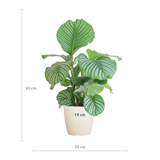 Korbmarante Calathea Orbifolia – Zimmerpflanze 65cm – Ø21cm – Luftreinigend – Inklusive biologisch abbaubarem Viber-Topf Weiß – Exotische Zimmerpflanze mit mintgrünen Blättern
