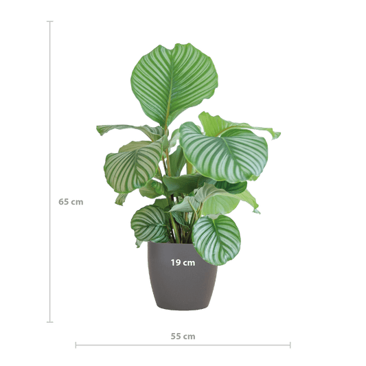 Korbmarante Calathea Orbifolia – Zimmerpflanze 65cm – Ø21cm – Luftreinigend – Inklusive biologisch abbaubarem Viber-Topf Grau – Exotische Zimmerpflanze mit mintgrünen Blättern