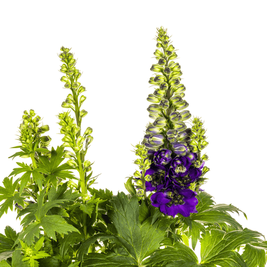 Rittersporn Delphinium elatum Purple – Ø 19 cm – Höhe 45–60 cm – Violettblühende Staude – Für sonnige Beete & Rabatten – Pflegeleicht & aufrecht wachsend