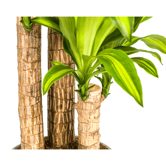 Dracaena Fragrans Massangeana – Drachenbaum – Ø24 cm – ↕130-150 cm – Zimmerpflanze – Tropisches Grün – Pflegeleicht & dekorativ
