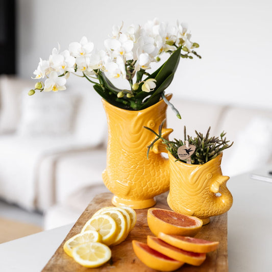 Weiße Orchidee Nazaré – Ø9 cm – Zimmerpflanze im sommerlichen Fischtopf Orange – Elegante Blüten für Wohnzimmer & Esstisch
