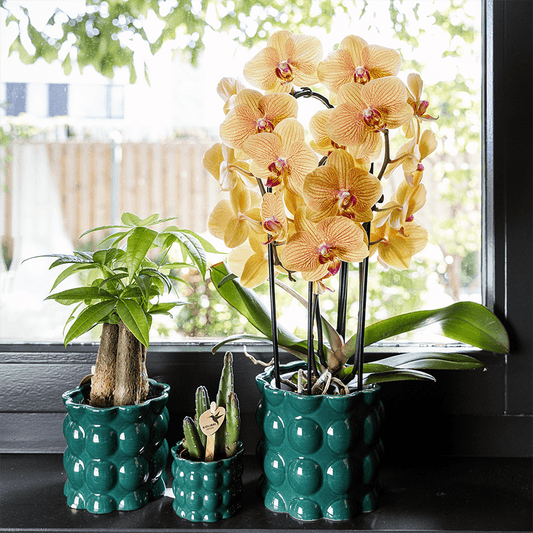Kolibri Home | Cotton Shine Übertopf - Green - Ø9cm