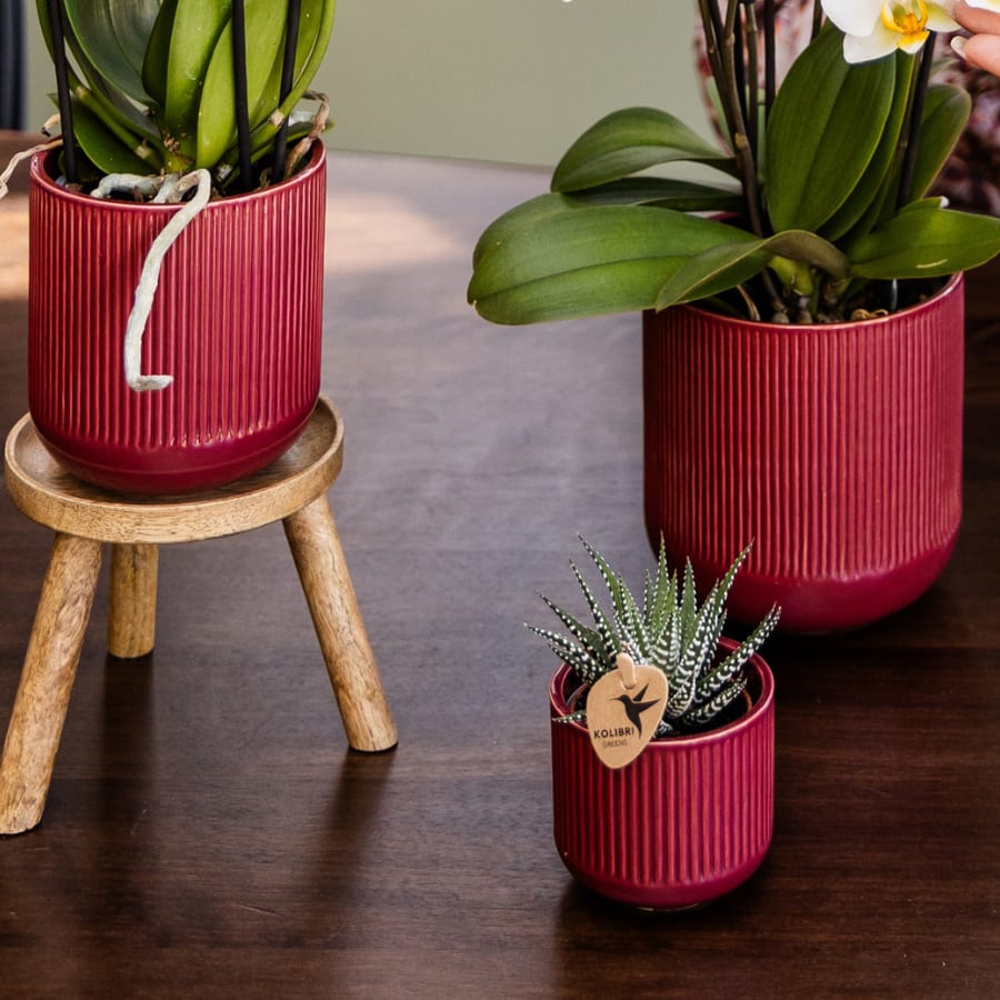 Kolibri Orchids | Narbonne Niagara Falls Orchidee + Roter Flare-Übertopf – Topfgröße Ø12 cm | Blühende Zimmerpflanze – Frisch vom Züchter