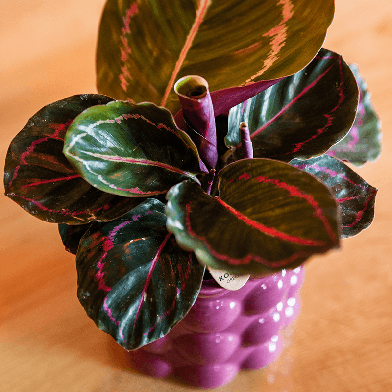Kolibri Home | Cotton Shine Übertopf - Purple - Ø9cm