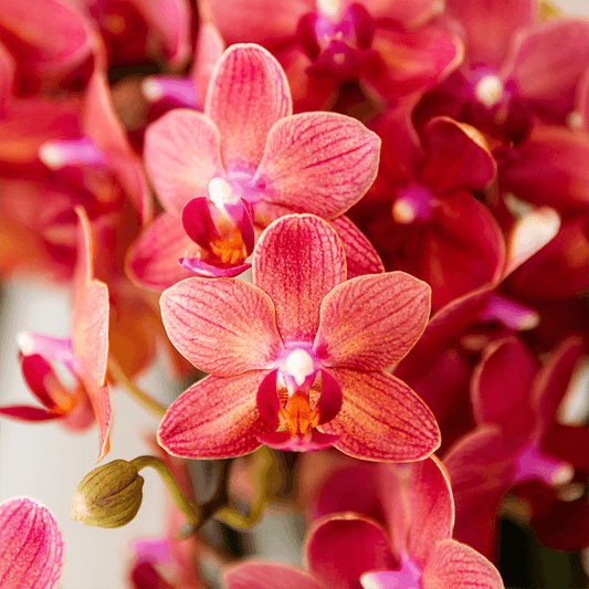 Kolibri Orchids | Geschenkset Aura | Rosa Phalaenopsis-Orchidee Congo mit Grüner Pflanze in Aura-Ziertöpfen auf Bambustablett