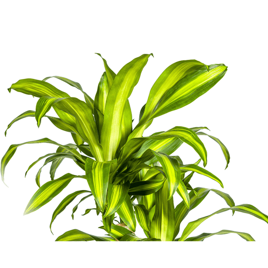 Drachenbaum Dracaena Fragrans Massangeana Karussell – Zimmerpflanze – Ø30cm – ↑130–150 cm – Grüne Blattpflanze für Wohnzimmer & Büro