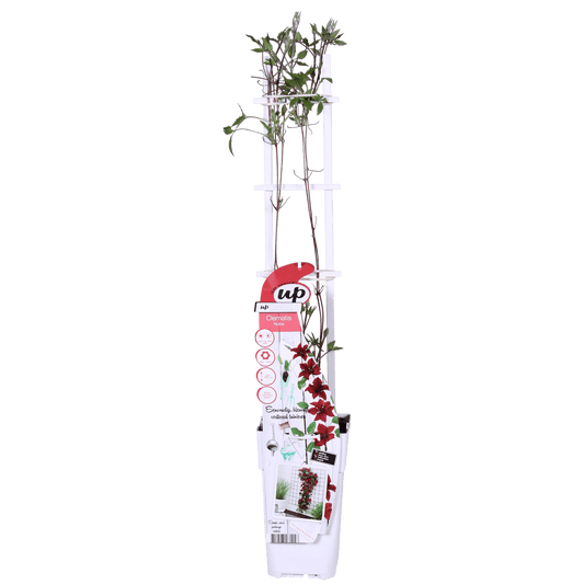 Waldrebe Clematis Nubia – Rote Clematis Evison – Ø15cm – ↕65cm – Blühstark & sommerlich – Kletterpflanze für Garten & Terrasse
