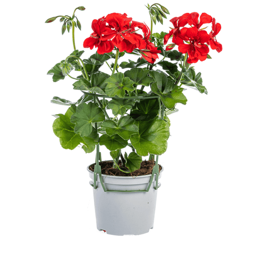 Geranie - Pelargonium peltatum Rot - Zimmerpflanze - Ø12 cm - ↕20 cm