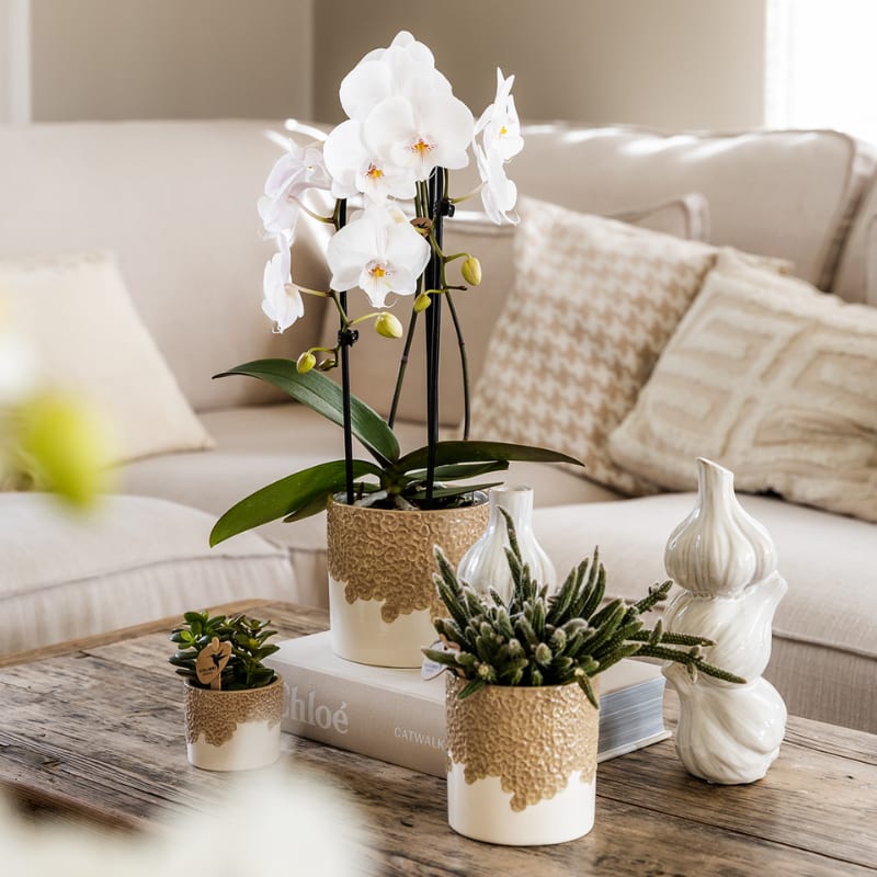 Kolibri Orchids | Bloom Sand Geschenkset | Weiße Lausanne Orchidee Ø9cm + Grünpflanze Ø6cm – inkl. Übertöpfe & weißem Tablett – frisch vom Züchter