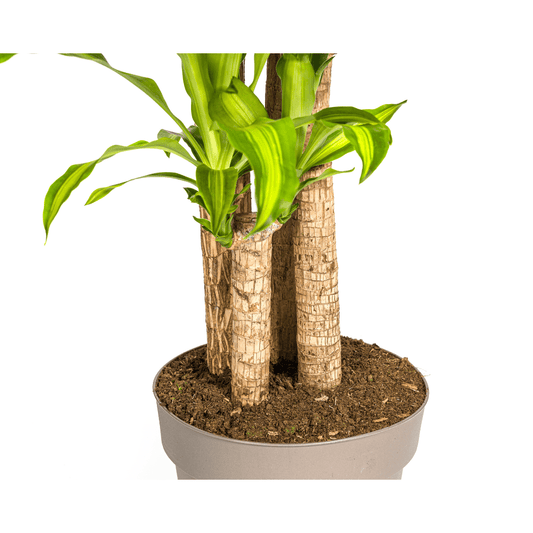 Dracaena Fragrans Massangeana – Drachenbaum – Ø30 cm – ↕170-190 cm – Tropische Zimmerpflanze – Robust & pflegeleicht – Für hellen bis halbschattigen Standort