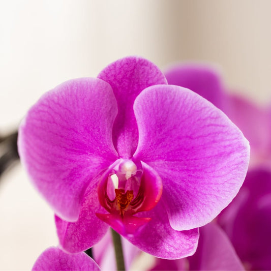 Kolibri Orchids | Lila Freeride Niagara Falls Orchidee + Lila Bloom-Übertopf – Topfgröße Ø12 cm | Blühende Zimmerpflanze – Frisch vom Züchter