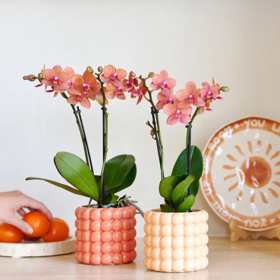 Kolibri Company | Pflanzenset Poppy Orange Orchids | Orange Bolzano Orchidee inkl. Poppy Peach & Poppy Orange Keramikübertöpfe – Topfgröße Ø9 cm