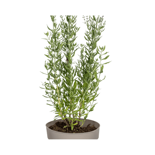 Perovskia atriplicifolia – Blauraute – Ø19cm – ↕50–60cm – Lavendelblaue Blüten – Aromatisches Ziergehölz für sonnige Beete & Steingärten