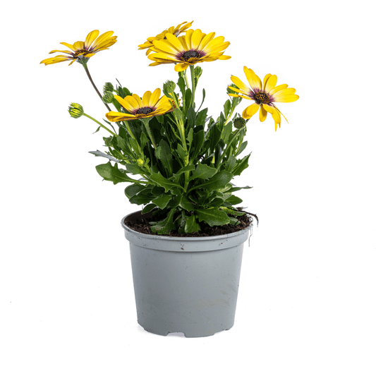 Kapmargerite - Osteospermum ecklonis Gelb - Ø12 cm - ↕20 cm - 8 Stück