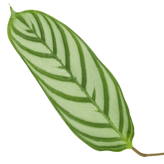 Korbmarante Calathea Compactstar – Zimmerpflanze 90cm hoch – Ø21cm – Tropische Blattschmuckpflanze mit dekorativem Muster – Pflegeleicht & luftreinigend