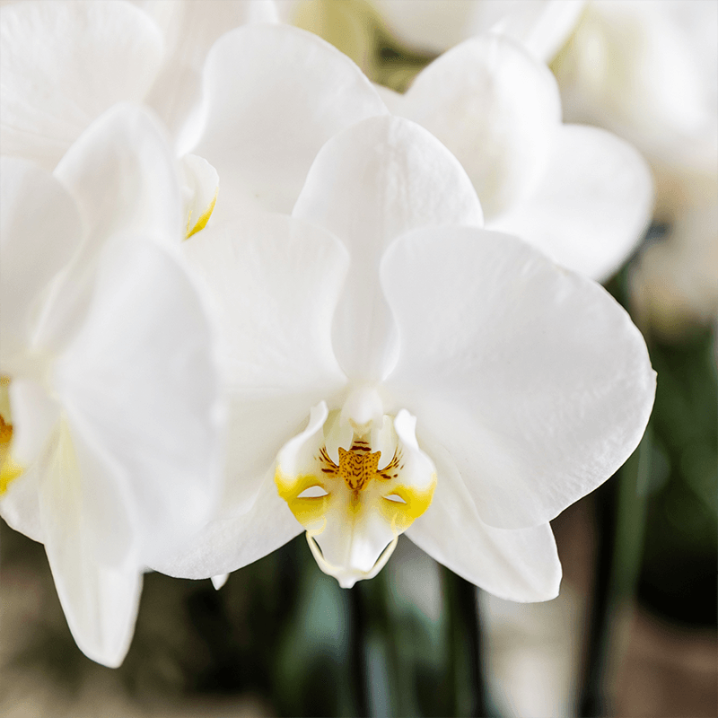Kolibri Orchids | Pflanzenset Cotton Braun | Grüne Pflanzen mit Weißer Phalaenopsis-Orchidee Ghent in Keramischen Ziertöpfen
