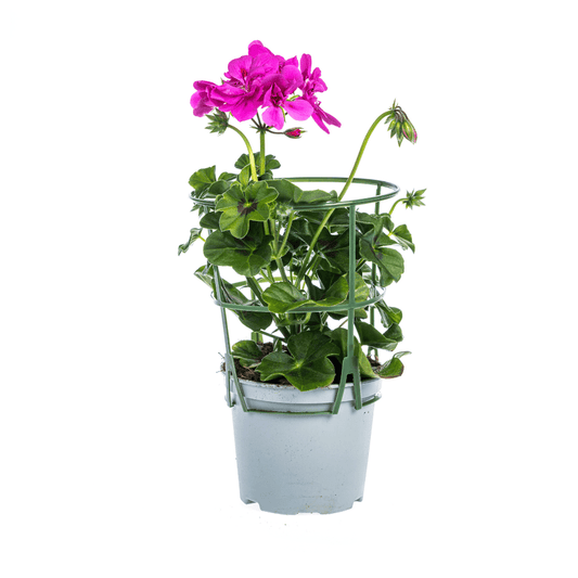 Hängepelargonie - Pelargonium peltatum Violet - Ø12 cm - ↕20 cm - 8 Pflanzen